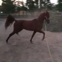 اسب کرند