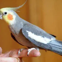 عروس هلندی گمشده