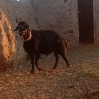قوچ قزل افشار