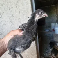 جوجه لاری و مرندی