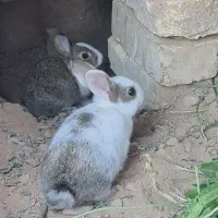بچه خرگوش