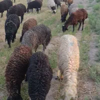بره بزغاله میش بز بره