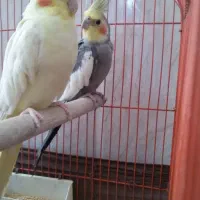 عروس هلندی جفت نر و ماده