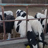 تعداد 14راس گوساله درجه یک