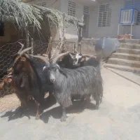 بز نر|حیوانات مزرعه|کوهدشت, |دیوار