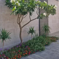 خدمات باغبانی و دکوراسیون،نصب چمن مصنوعی