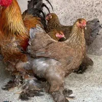 تخم نطفه دار مرغ برهما استرالوپ کوشین ابریشم