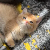 بچه گربه بریتیش رنگ NY11