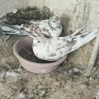 کبوتر فروشی