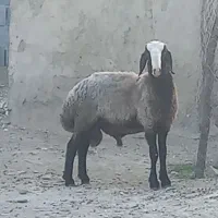 قوچ شال هنوز دو دندان نشده