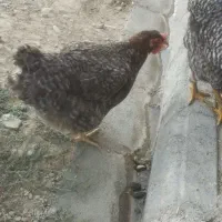 نیمچه