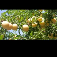 فروش-باغ