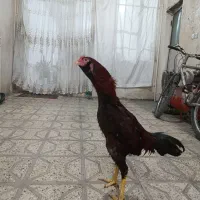 مرغ خروس لاری اصیل