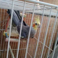 یه جفت کفتر و عروس وسهره وغناری ۸ت