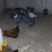 مرغ شاخدار و تخم شاخدار و بوقلی وغاز
