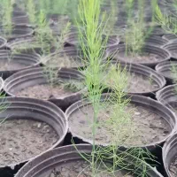 نشا مارچوبه ونشا چای ترش