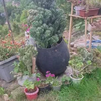 گل کاکتوس