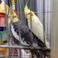 عروس هلندی