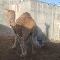 فروش اروانه چاق چله