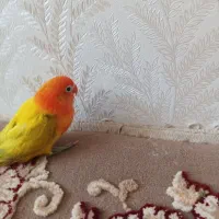 جوجه کوتوله