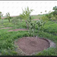 هرس -شمشاد زنی -علف زنی با دستگاه -سمپاشی باغ حیاط