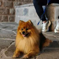 پامر نر دوساله