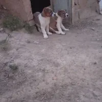 سگ جفت