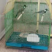 پرنده آوازخوان