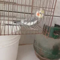 مرغ عروس