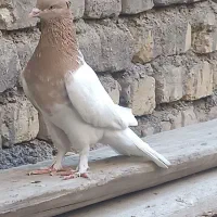 کفتر عالی از همه نظر