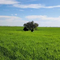 زمین مسکونی ۱۸۳۰م رشت، دوآب مردخ