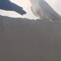 چند تا کبوتر