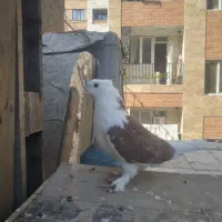 کفتر یا کبوتر