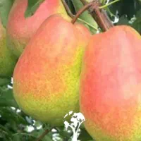 فروش نهال گلابی درنهالستان قنبری