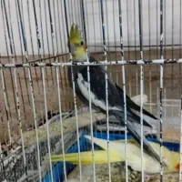 عروس|پرنده|قم, کلهری|دیوار