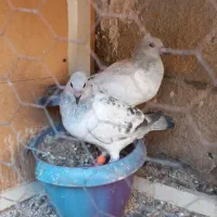 کفتر شامی