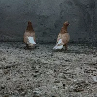 2جفت دم سفید درشت عطیقه ذات هفترنگ