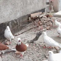 فروشی .بصورت یکجا. تک فروش ندارم.