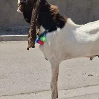 نربز گلابی گوش ۶۰ سانت