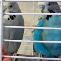 جفت مرغ عشق باقفس انگیلیسی اینگلیسی هلندی باجینگار