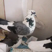 کبوتر