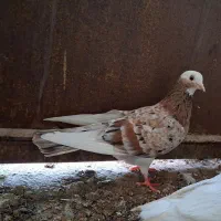کبوتر تکپر معاوضه با آلمانی