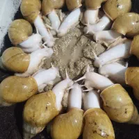 با حلزون  زیبا و جوان و با تاجر  شو
