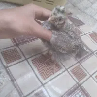 جوجه رسمی