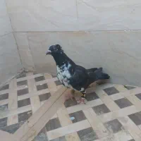 کفتر.