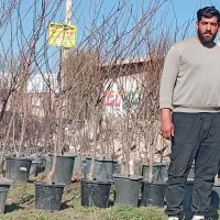 انواع نهال هایه میوه باتابیده جهادکشاورزی