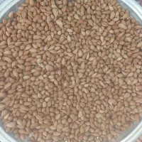 بادام تازه تمیز