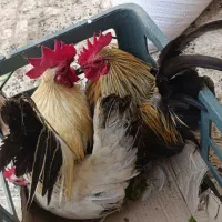 خروس زینتی قوغازمحلی واسراییلی  هم فروش وهم معاوضه