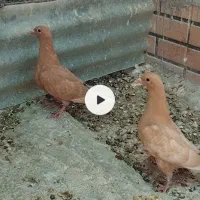 جوجه میولمنز