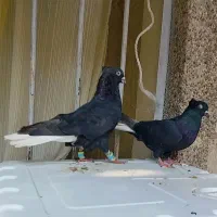 کفتر یک جفت نرماد سیاه دم سفید خوب